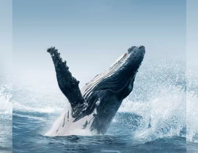 魅力南非花园大道&观鲸小镇10日