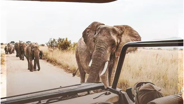南非克鲁格&观鲸小镇&花园大道 12 日之旅