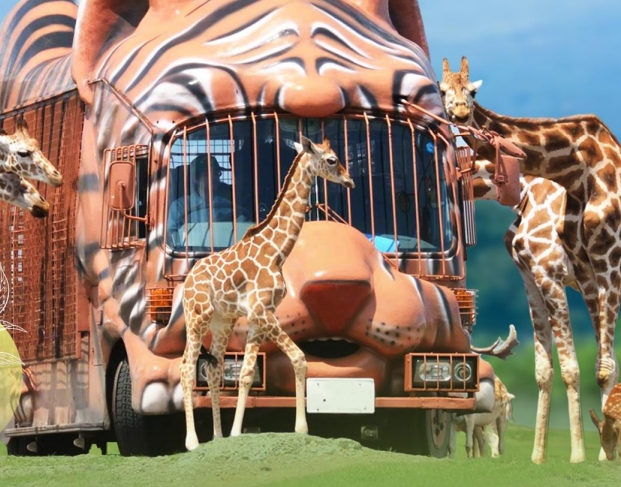 (自在和风)日本本州三古都乐园5+2日半自由行-东瀛